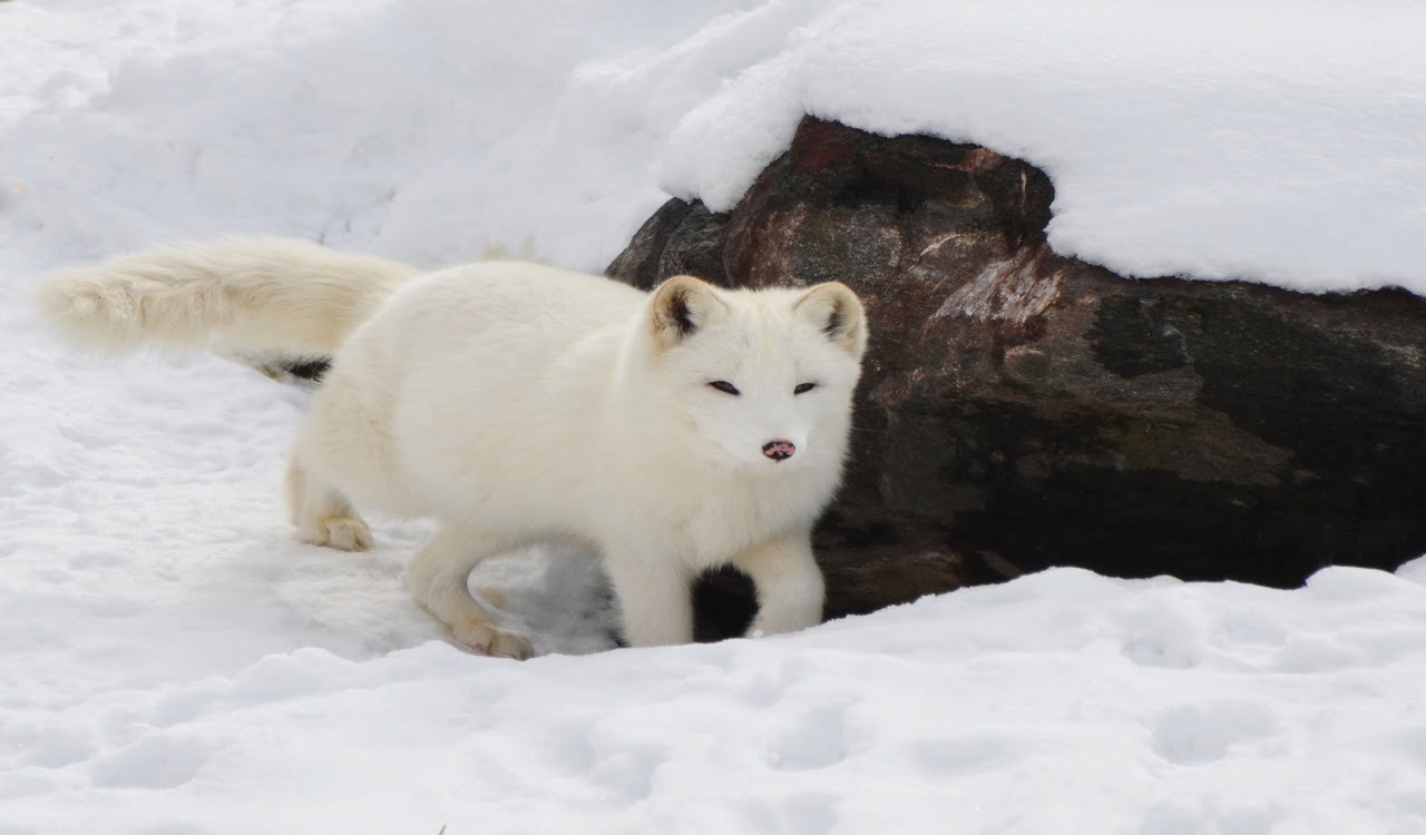 Arctic Fox - PETS ANIMAL CARE