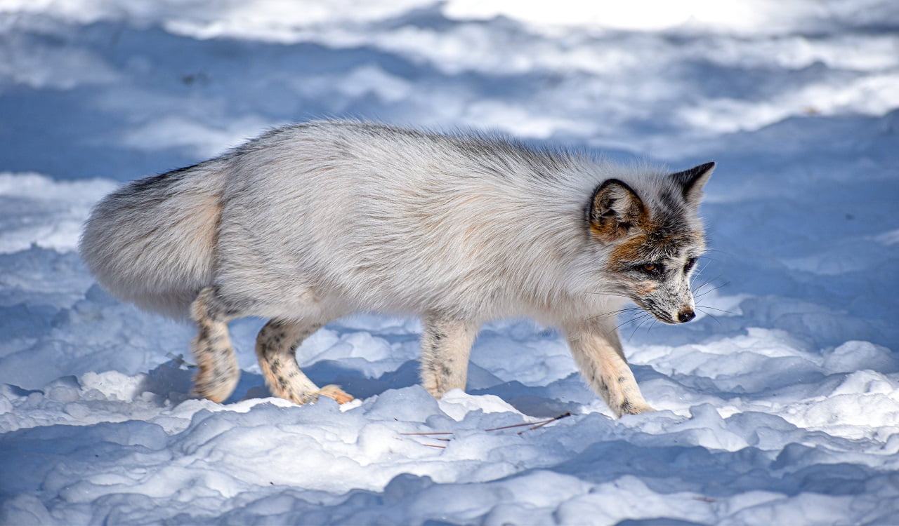 Arctic Fox - PETS ANIMAL CARE